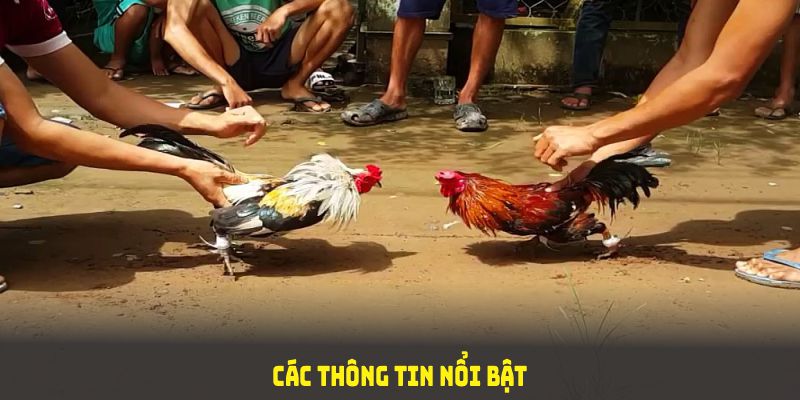 Các thông tin nổi bật giúp bạn tự tin khám phá đá gà 12BET