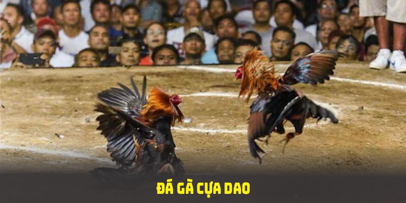 Đá gà cựa dao 12BET