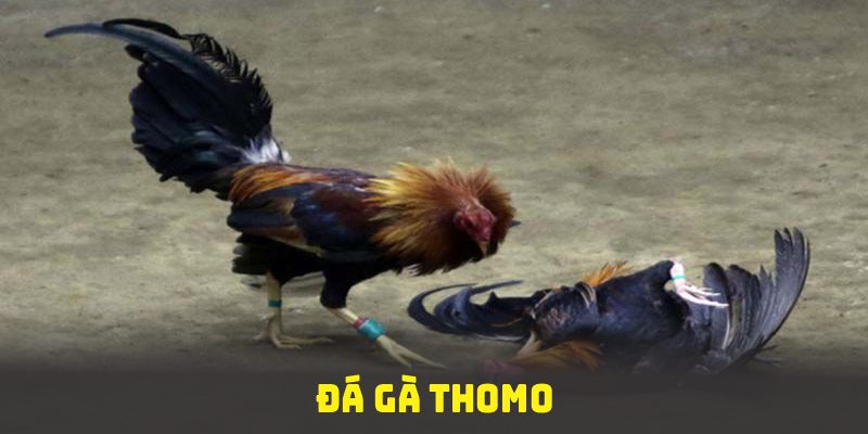 Đá gà thomo