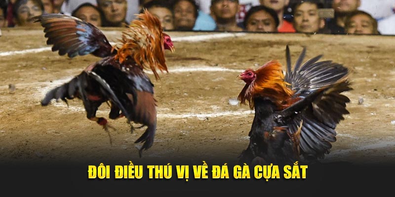 Đôi điều thú vị về đá gà cựa sắt