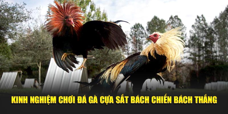 Kinh nghiệm chơi đá gà cựa sắt ăn sập nhà cái