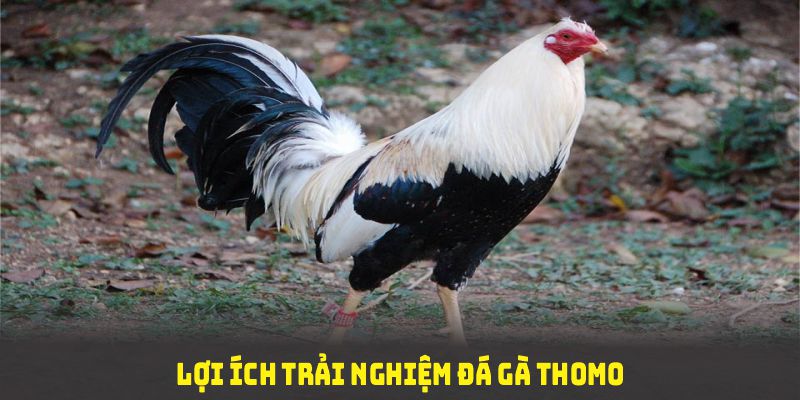 Khám phá lợi ích trải nghiệm đá gà thomo tại nhà cái uy tín