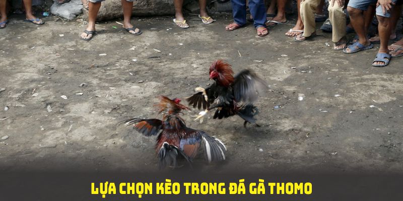 Lựa chọn kèo trong đá gà thomo giúp bạn ưu nguồn vốn