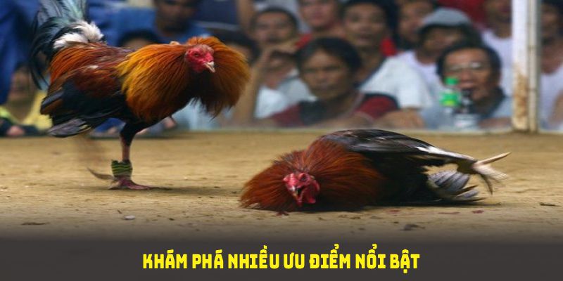 Khám phá nhiều ưu điểm nổi bật của đá gà cựa dao qua nền tảng 12BET