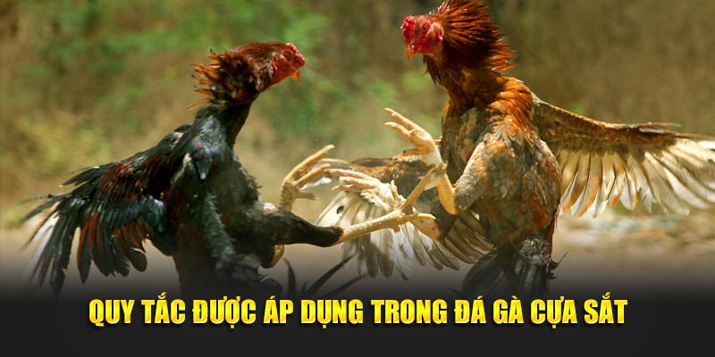 Quy tắc được áp dụng trong đá gà cựa sắt