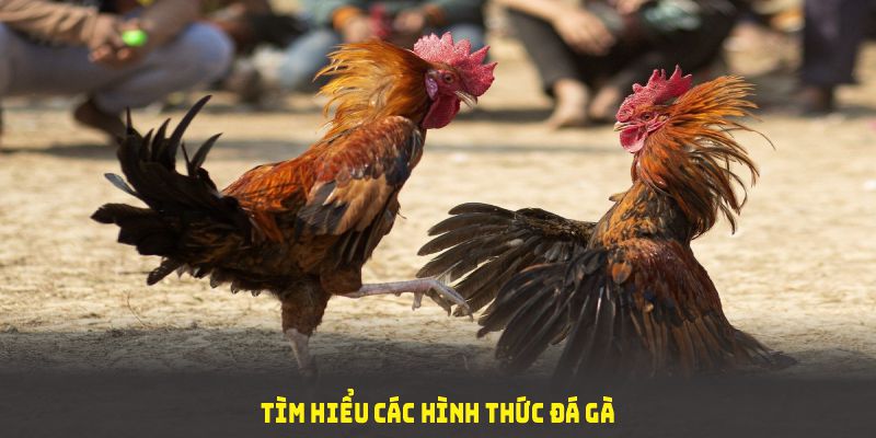 Tìm hiểu các hình thức đá gà 12BET nổi bật nhất