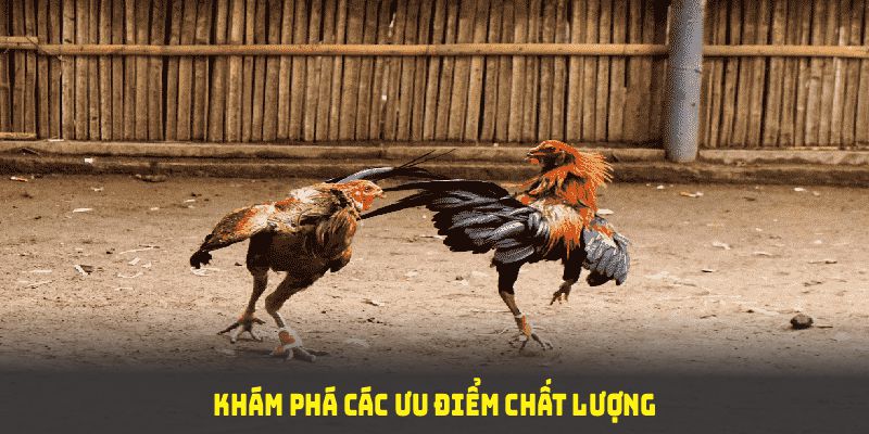 Khám phá các ưu điểm chất lượng tại đá gà 12BET